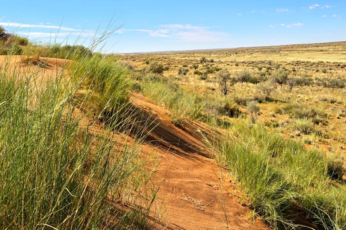 Kalahari Livestock Farm for Sale – Near Noenieput, Western Kalahari - Photo 3