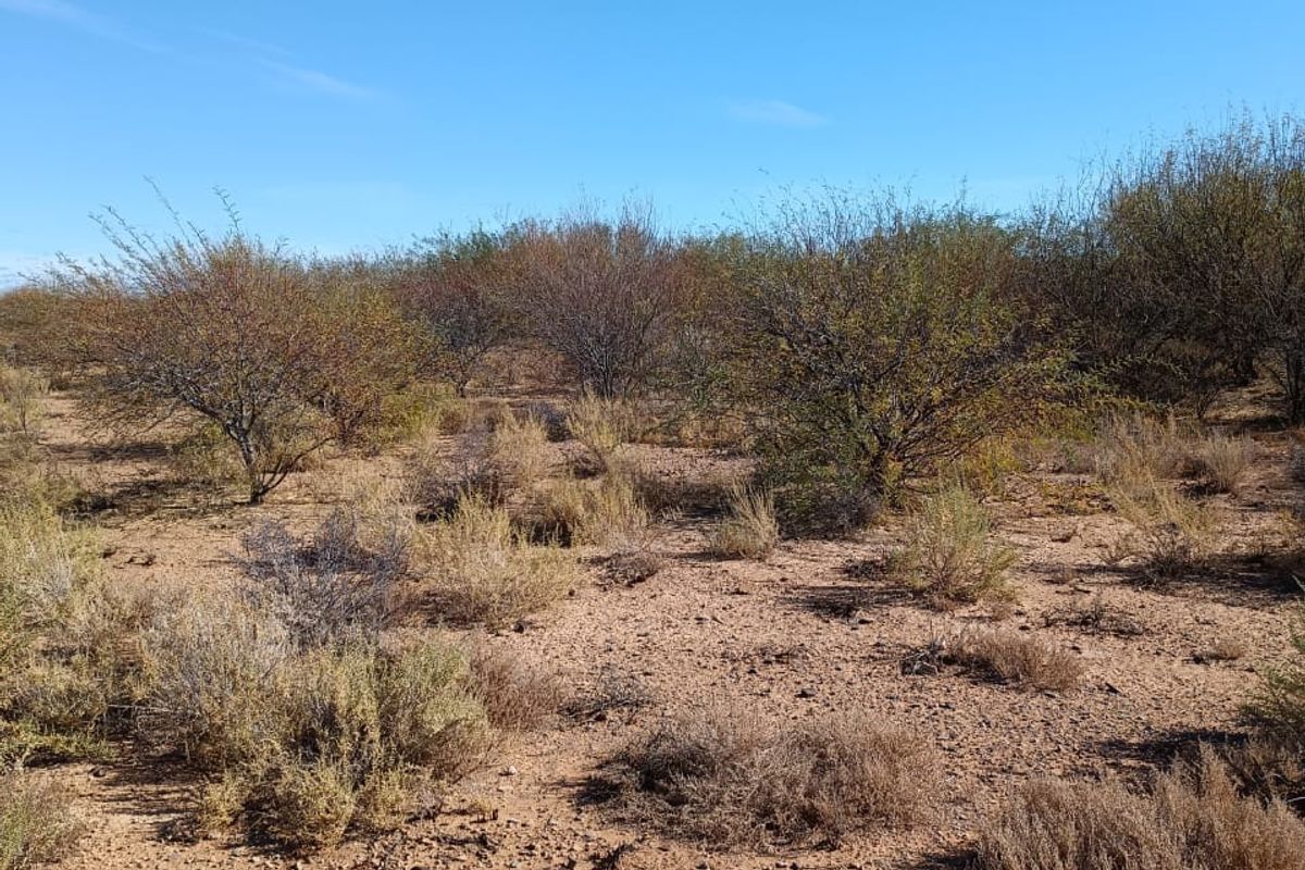 Step into a world of sensory delight at this enchanting Karoo Farm - Photo 2