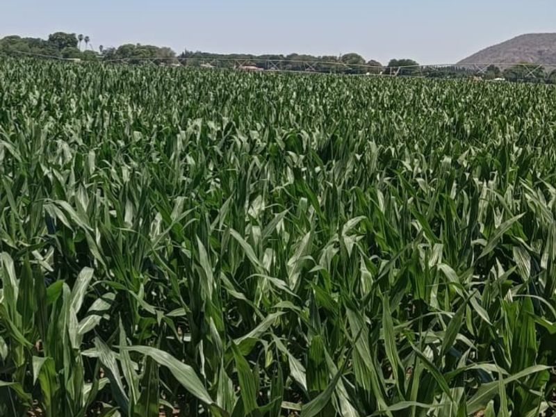 A view of a healthy, growing maize crop field on the farm, showcasing the agricultural land and open landscape.