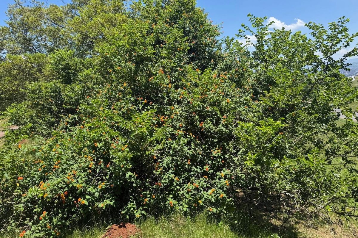 Your Dream Home Starts with the Perfect plot - Photo 5