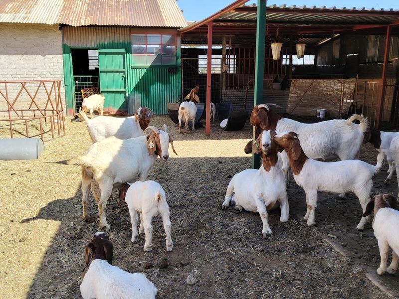 Smallholding with Established Infrastructure - Photo 2
