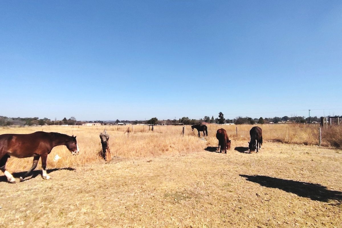 Spacious 2.5ha Farm with Two Family Homes. - Photo 4