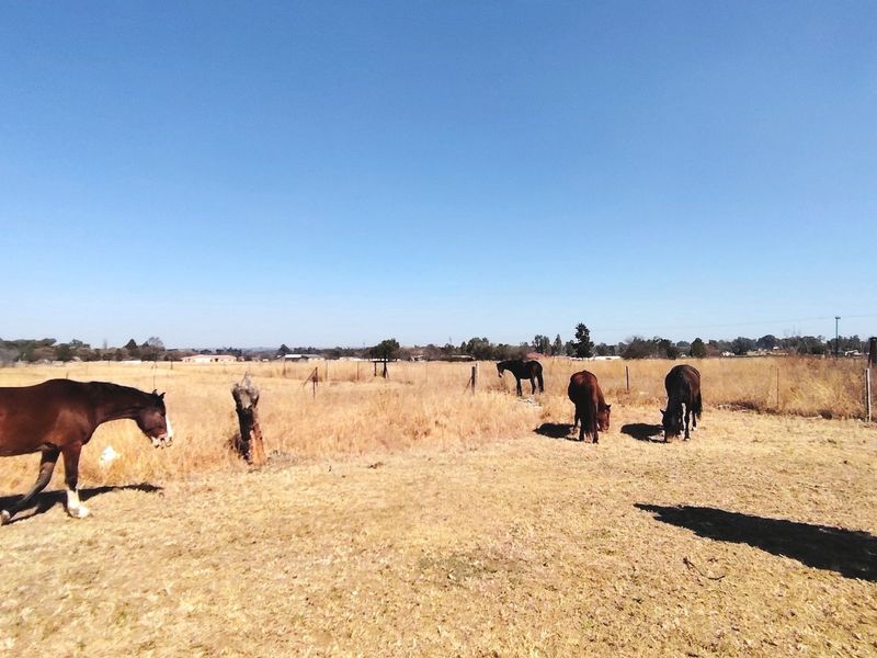 Spacious 2.5ha Farm with Two Family Homes. - Photo 4