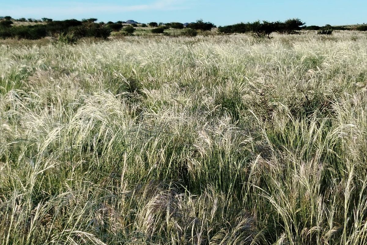 Well-developed livestock farm near Kenhardt, Northern Cape. - Photo 5