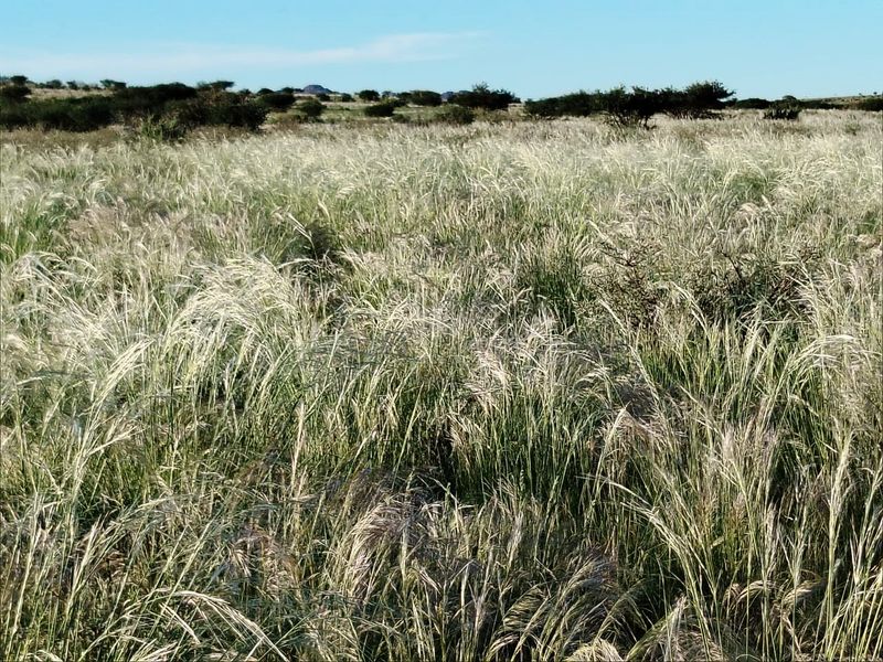 Well-developed livestock farm near Kenhardt, Northern Cape. - Photo 5