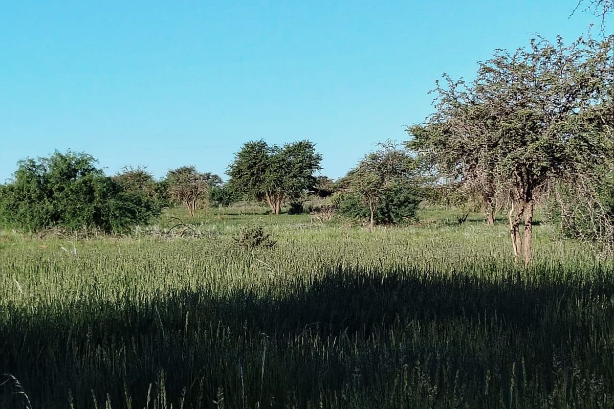 Well-developed livestock farm near Kenhardt, Northern Cape. - Photo 4