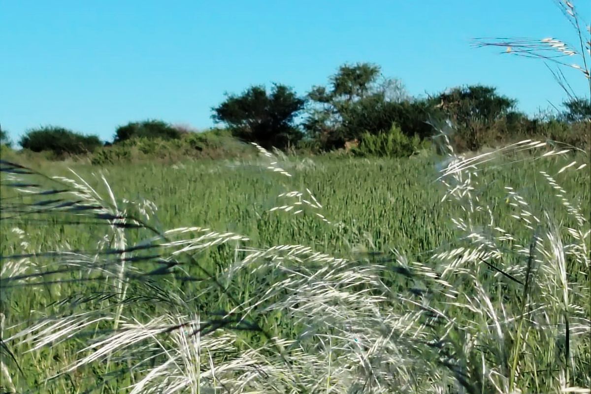 Well-developed livestock farm near Kenhardt, Northern Cape. - Photo 2