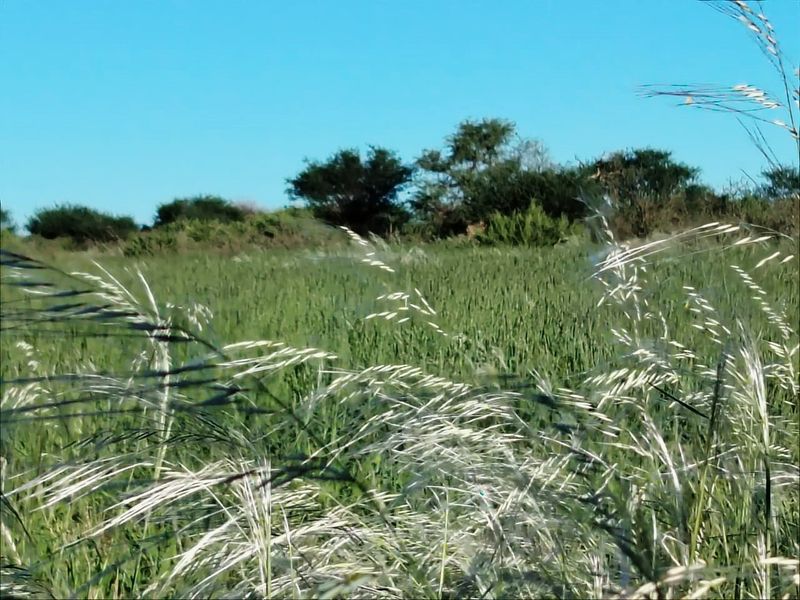 Well-developed livestock farm near Kenhardt, Northern Cape. - Photo 2