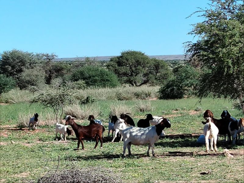 Well-developed livestock farm near Kenhardt, Northern Cape. - Photo 10