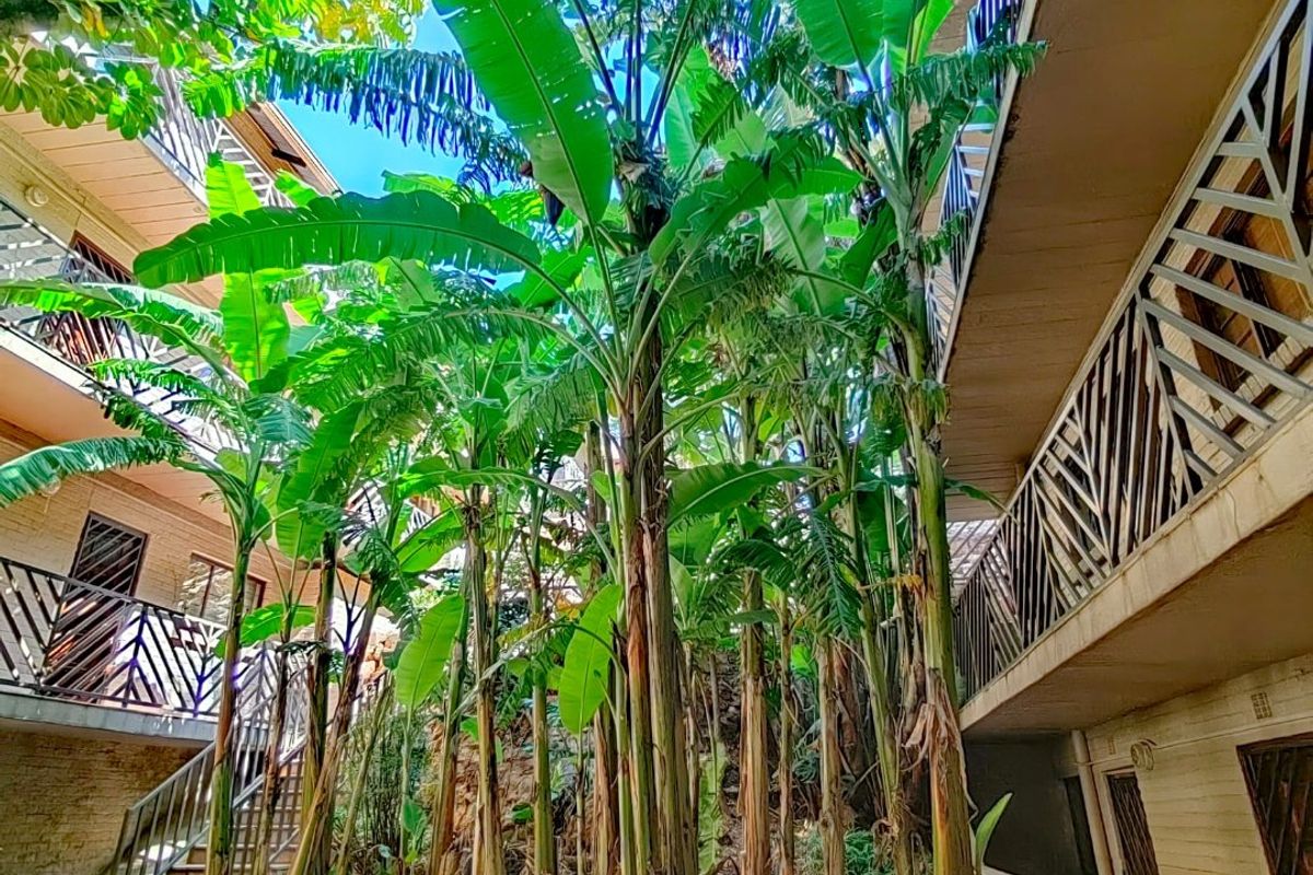 A view of the apartment complex exterior featuring mature banana trees, metal balustrades, and concrete staircases connecting the building levels.