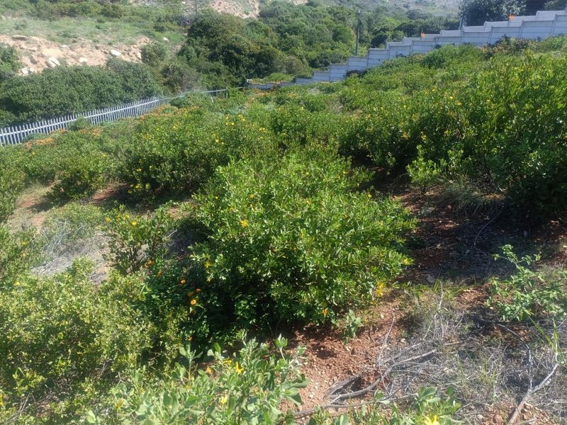 Seaview Vacant Land in De Bakke Mossel Bay - Photo 7