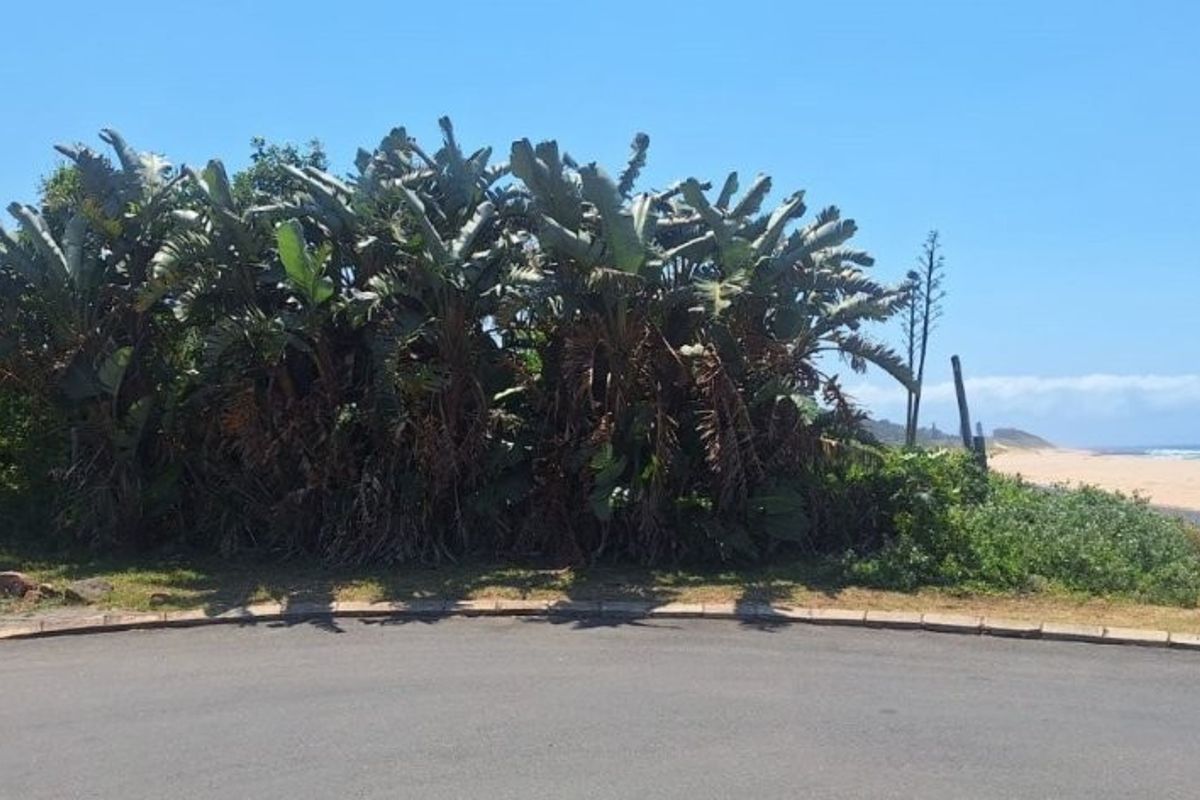 A view of the coastal landscape featuring established vegetation and direct proximity to the beach and ocean.