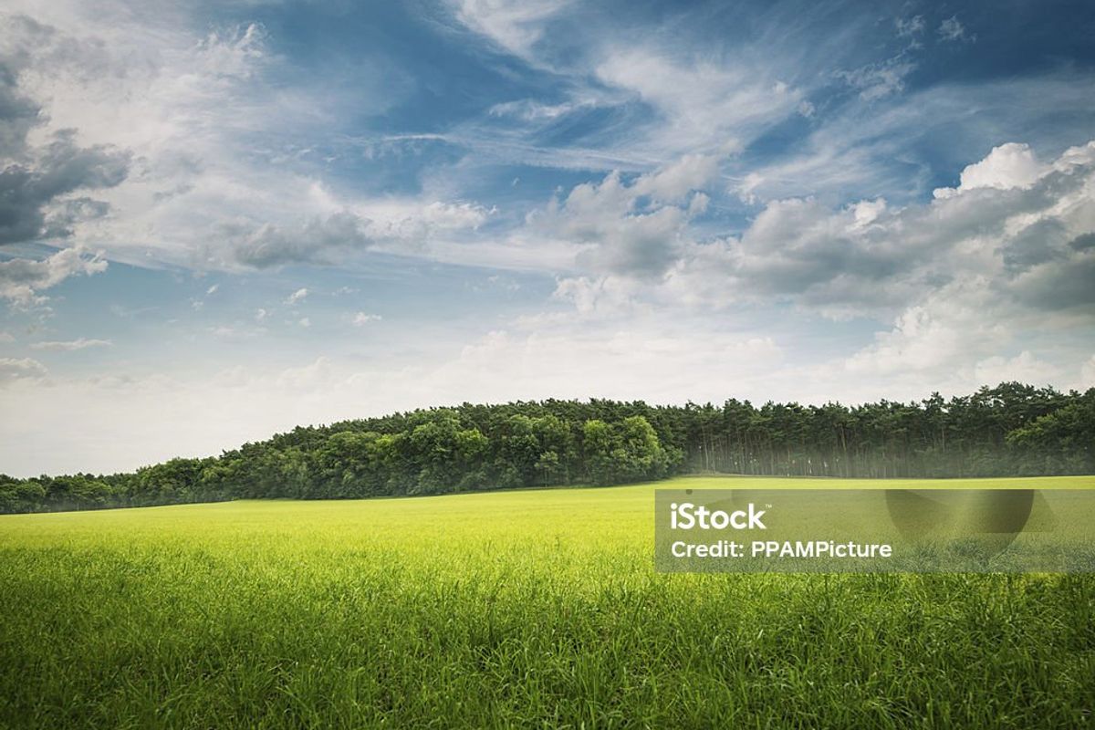 A scenic view of a lush green field bordered by a dense forest under a bright, cloudy sky.