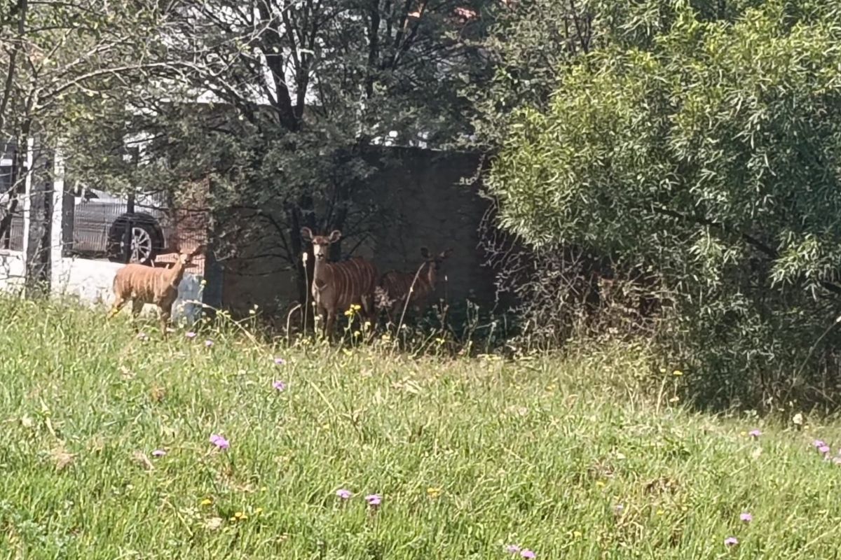 Vacant Land For Sale in Hartebeespoort - Photo 2