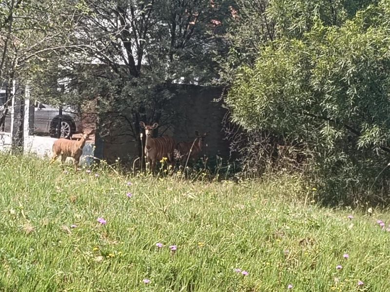 Vacant Land For Sale in Hartebeespoort - Photo 2