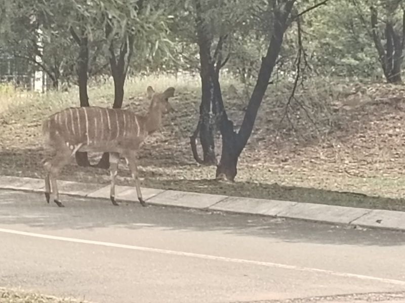 Vacant Land For Sale in Hartebeespoort - Photo 7
