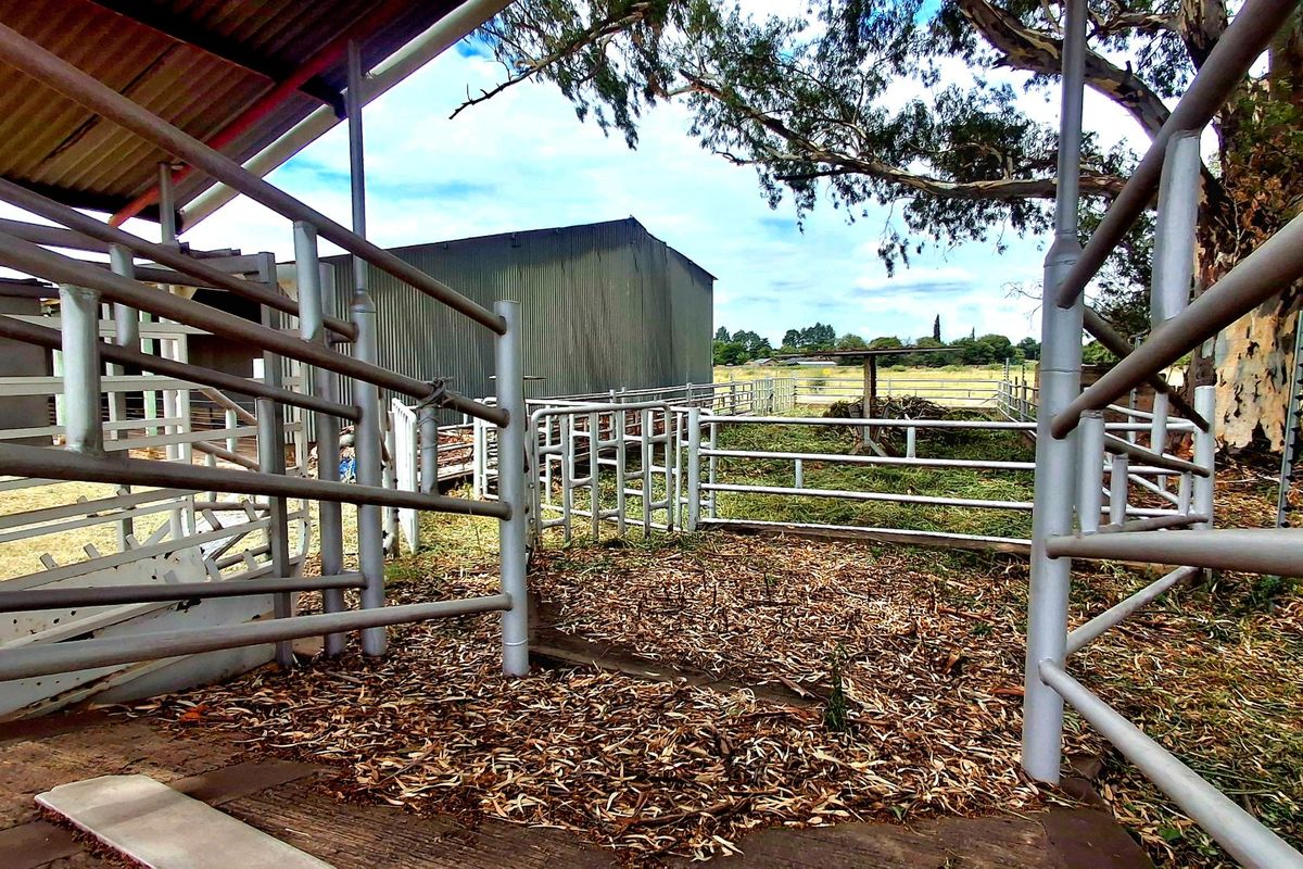 Prime 2.2 ha Smallholding – 3-Phase Electricity & Great Improvement Potential - Photo 4