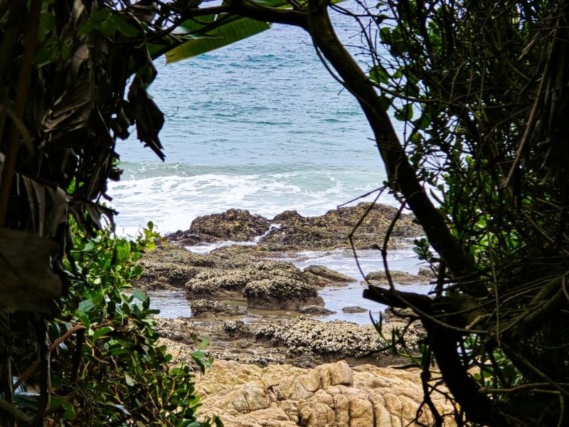 A scenic view of the ocean and rocky coastline framed by natural coastal vegetation.