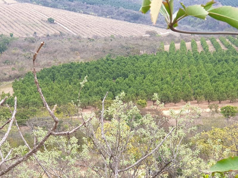 A scenic elevated view overlooking a large, well-maintained agricultural orchard and surrounding rural landscape.