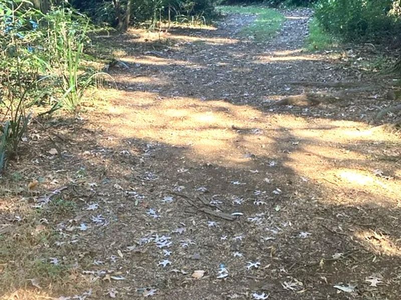 A move in ready One Bed, Pet Friendly Garden cottage in Country living Winterskloof- Hilton - Photo 7