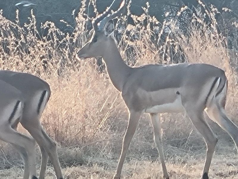 STAND 261 LA CAMARGUE - Photo 10