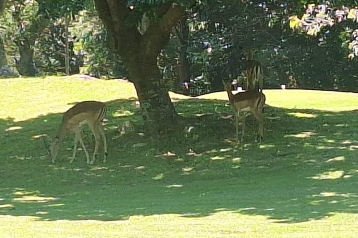 A view of a well-maintained grassy garden area featuring mature trees providing shade.