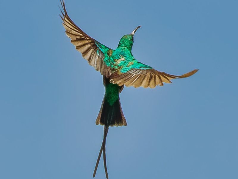 A photograph of a bird in flight against a clear blue sky, which does not depict any real estate property features.