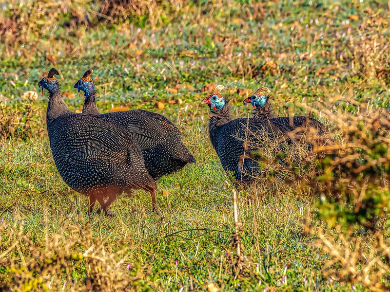 A view of wild guinea fowl in a grassy field on the vacant land property.