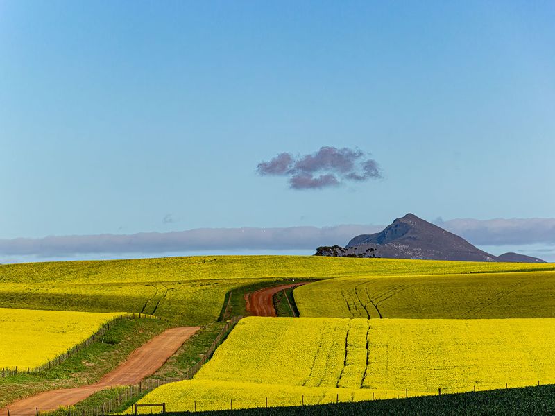 A scenic view of a rural landscape featuring vibrant yellow fields, a dirt access road, and distant mountain vistas under a clear blue sky.