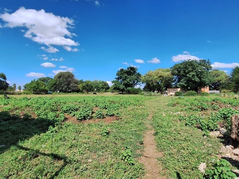 A wide-angle view of a large, open garden plot featuring mature trees and natural vegetation under a clear blue sky.