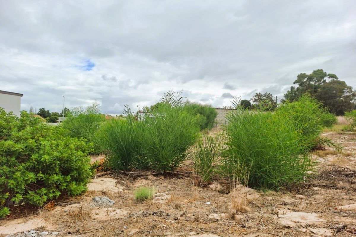 A view of the vacant residential land featuring natural vegetation and a boundary wall in the background.