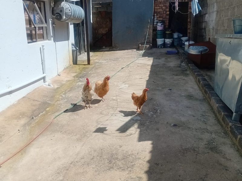 Great Investment Property: 2-Bedroom House with 4 Outside Rooms - Photo 4