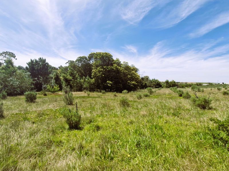 A wide-angle view of a vacant residential plot featuring natural grass cover and established mature trees.