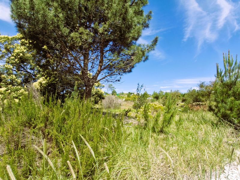 A view of the vacant residential land featuring established trees and natural vegetation under a clear blue sky.