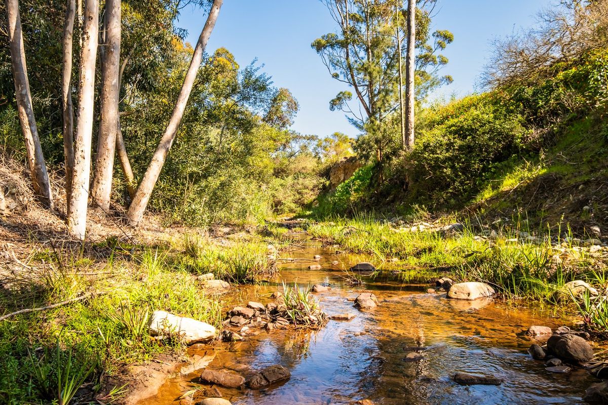 A scenic view of a natural stream flowing through a lush, wooded area on the residential property.