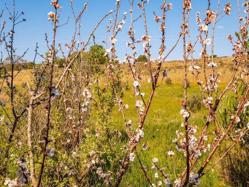 A scenic view of a natural garden area featuring blooming fruit trees and lush green vegetation under a clear blue sky.