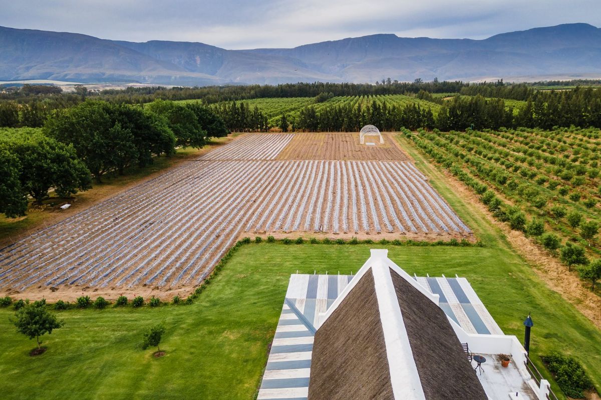 Your South African Country Dream with Boutique Hotel and working Farm - Photo 5