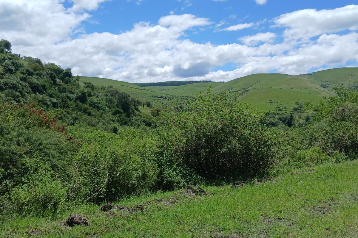 Land forsale - Photo 5