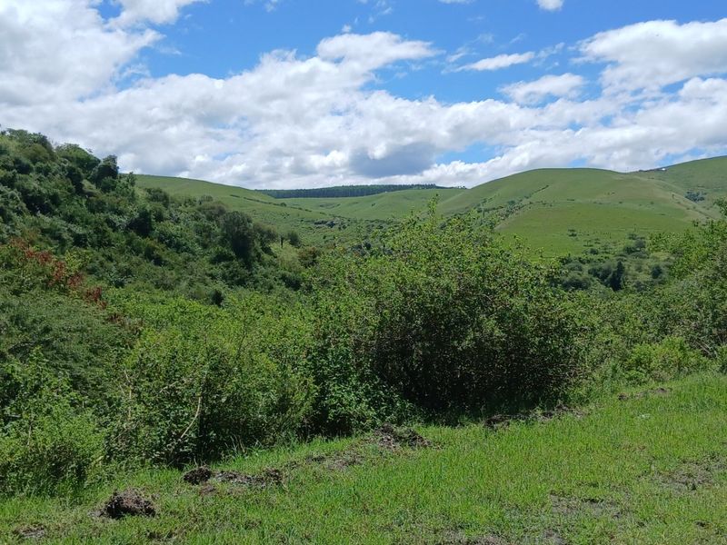 Land forsale - Photo 5