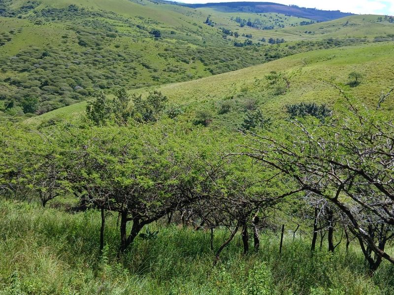 Land forsale - Photo 6