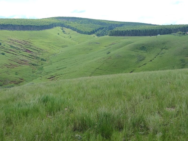 Land forsale - Photo 1