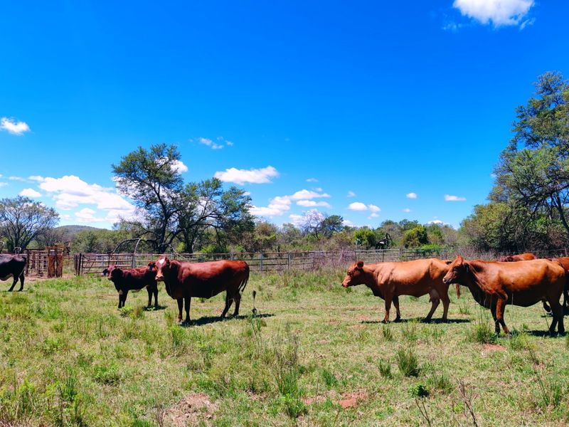 Farm for sale,Modimolle - Photo 6