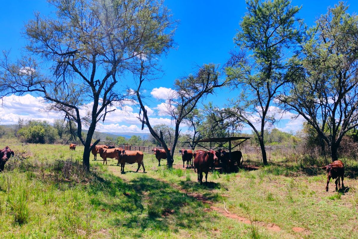 Farm for sale,Modimolle - Photo 3