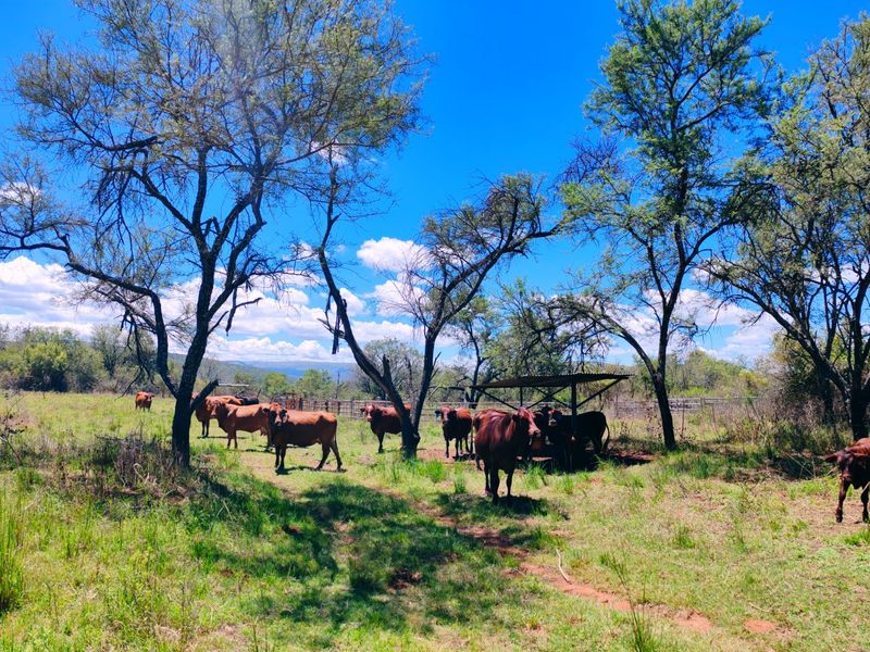 Farm for sale,Modimolle - Photo 3