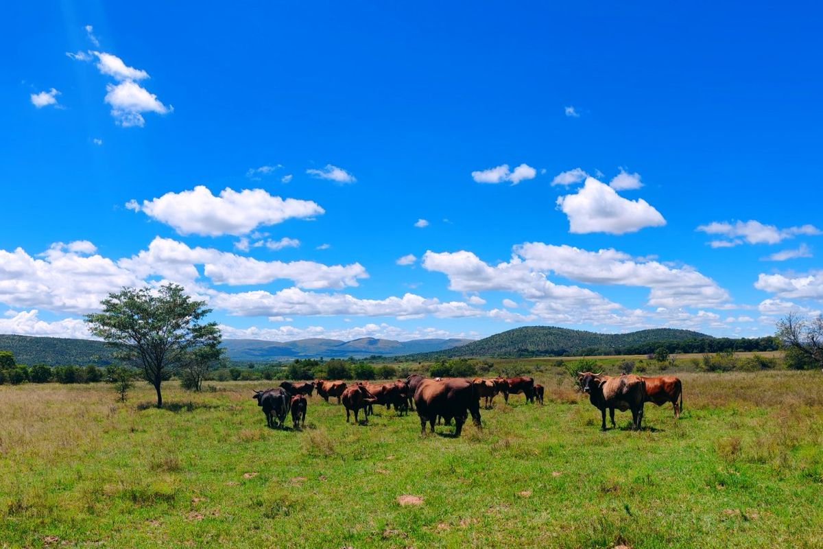 Farm for sale,Modimolle - Photo 2