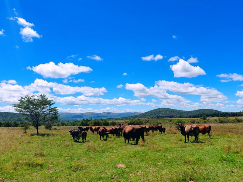 Farm for sale,Modimolle - Photo 2