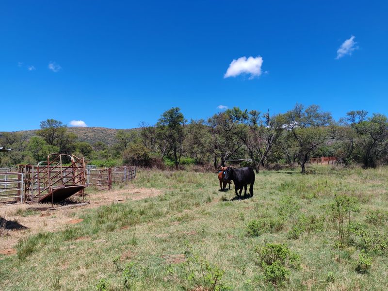 Farm for sale,Modimolle - Photo 10