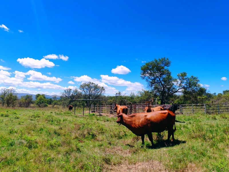 Farm for sale,Modimolle - Photo 8
