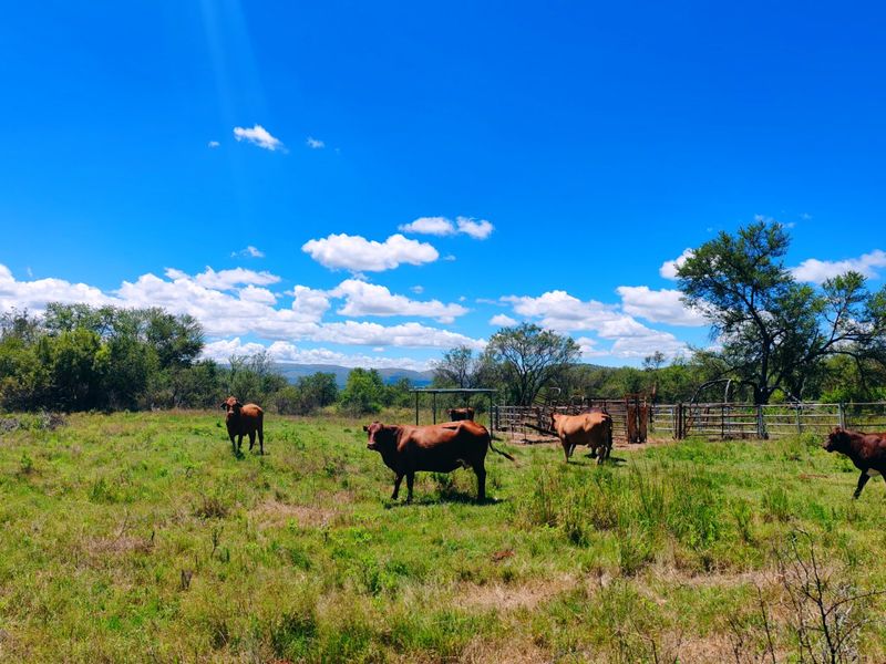 Farm for sale,Modimolle - Photo 7
