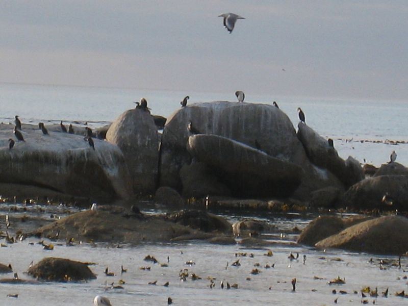 3 Bedroom house or sale Harbour Lights St Helena Bay - Photo 7